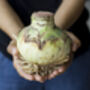 Amaryllis Bulbs 'White' One X Bulb, thumbnail 2 of 7