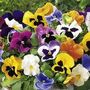 Pansy Mix 'Multi Colours' 20 X Plant Pack, thumbnail 5 of 5