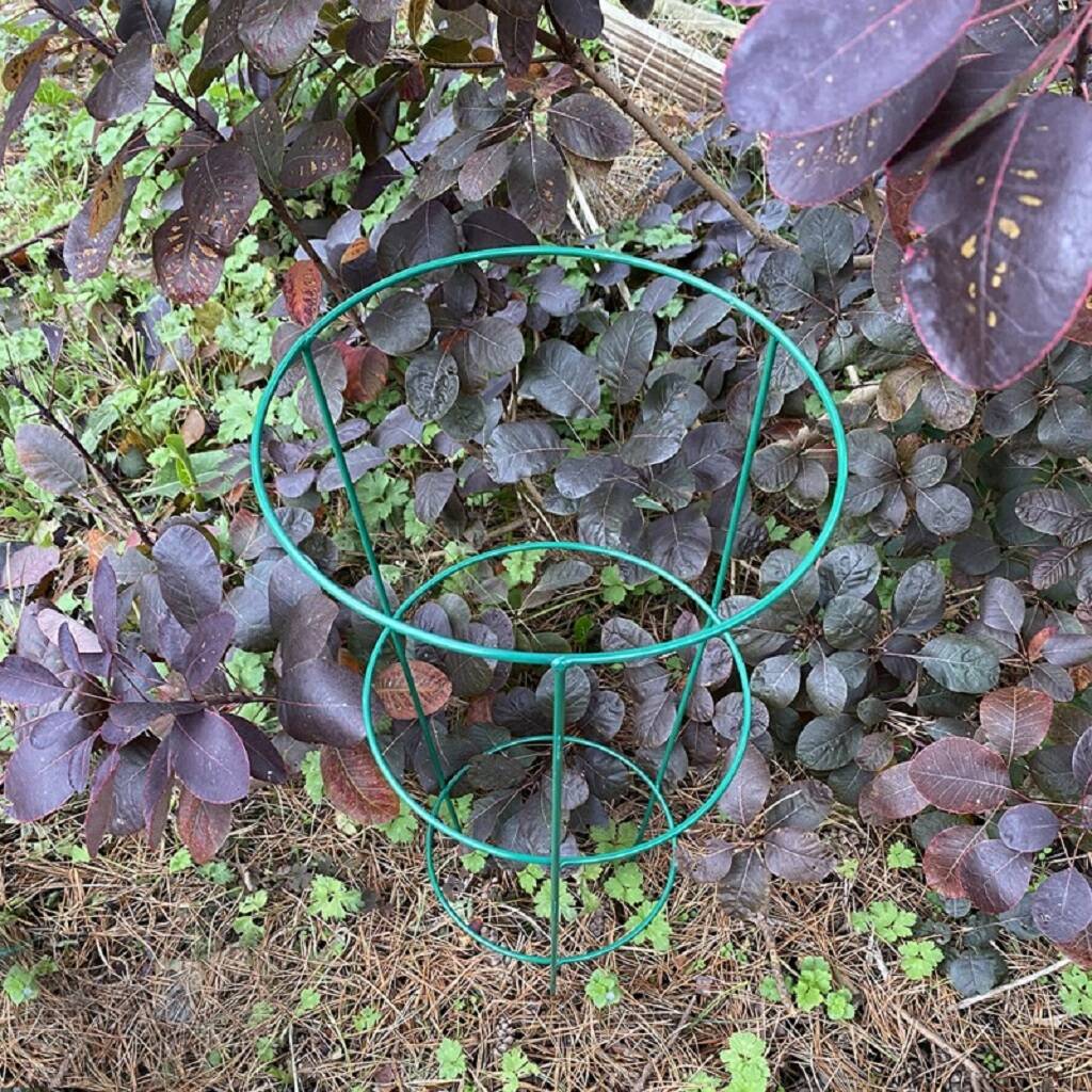 Conical Garden Plant Support Rings 60cm Five Pack By Garden Selections