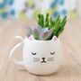 White Cat Mug Planter With Choices Of Plants, thumbnail 1 of 2