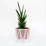Origami Self Watering Eco Plant Pot: 10cm | Coral Cord, thumbnail 5 of 6