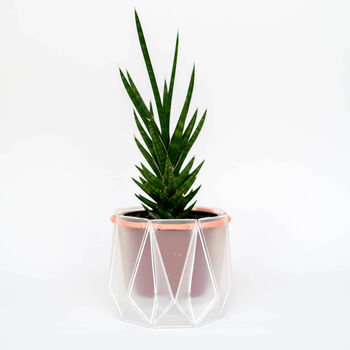 Origami Self Watering Eco Plant Pot: 10cm | Coral Cord, 5 of 6