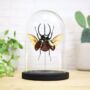 Atlas Beetle Insect Bug Moth Bell Jar Entomology Taxidermy Interior Design Home Decor Cloche Modern Display Gift Ornament, thumbnail 1 of 4