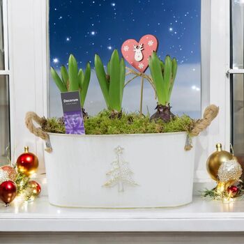 Christmas Hyacinth Trough – Fragrant Festive Display, 6 of 6