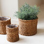 Natural Seagrass Indoor Plant Pot, thumbnail 2 of 3
