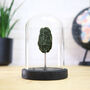 Xl Tektite Meteorite Space Meteor Bell Jar, thumbnail 1 of 4