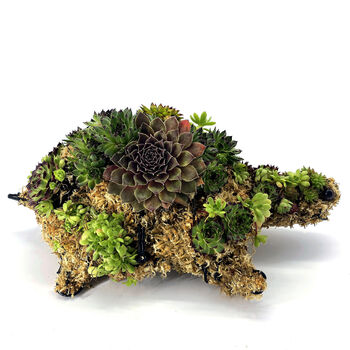 Sedum Planted Tortoise Sculpture, 2 of 4