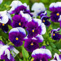 Flowers Viola 'Beaconsfield' 20 X Plant Pack, thumbnail 2 of 6