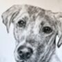 Original Charcoal Pet Portrait, thumbnail 5 of 10