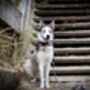 Alfies Red And White Tartan Plaid Dog Celebration Bandana, thumbnail 5 of 7