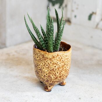 Plant Your Own Aloe Mini House Plant Gift, 2 of 7
