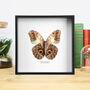 Giant Owl Butterfly Handcrafted Frame, thumbnail 1 of 3