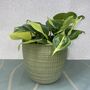 Ceramic Planter And Plant, Perfect Wedding Gift, thumbnail 5 of 12