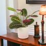Maranta Leuconeura Prayer Plant – 12cm Tricolour Pot, thumbnail 1 of 7