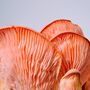 The Yorkshire Mushroom Emporium Experience For One, thumbnail 2 of 10