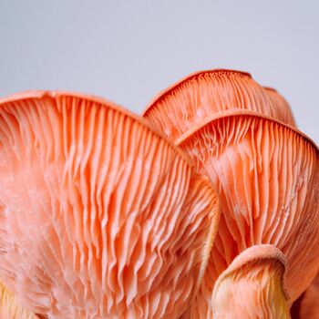 The Yorkshire Mushroom Emporium Experience For One, 2 of 10