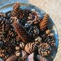Natural Mixed Pine Cones, thumbnail 1 of 2