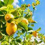 Lemon Citrus Tree In Five Litre Pot, thumbnail 2 of 8