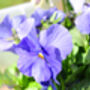 Pansy Delta 'All The Blues' Mix 20 X Full Plant Pack, thumbnail 2 of 4