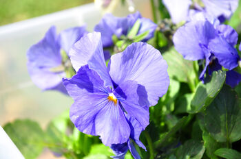 Pansy Delta 'All The Blues' Mix 20 X Full Plant Pack, 2 of 4