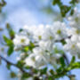 Cherry Tree, 'Summit', thumbnail 9 of 12