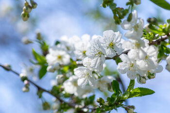 Cherry Tree, 'Summit', 9 of 12