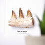 Mosasaur Jaw Section Authentic Dinosaur Fossil Frame, thumbnail 2 of 5