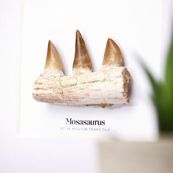 Mosasaur Jaw Section Authentic Dinosaur Fossil Frame, 2 of 5
