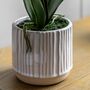Orchid Cream In Ribbed White Ceramic Pot, thumbnail 4 of 6