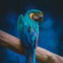 The Sapphire Sentinel – Blue Macaw Art, thumbnail 2 of 5