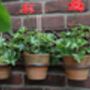 51cm Heavy Cast Iron Flowerpot Holder For Flower Pots Wall Mounted, thumbnail 4 of 4