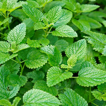 Herbs, Lemon Mint, Two X Full Plants In 9cm Pots, 5 of 5