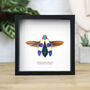 Red Speckled Jewel Beetle Insect Bug Entomology Taxidermy Box Frame, thumbnail 1 of 3