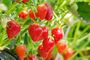 Strawberry Plants, 'Elsanta', thumbnail 1 of 8