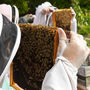 Hiver's London Beekeeping And Beer Experience For Two, thumbnail 3 of 8