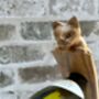 Wooden Cat Wine Bottle Holder Tabletop Wine Rack Gift, thumbnail 9 of 9