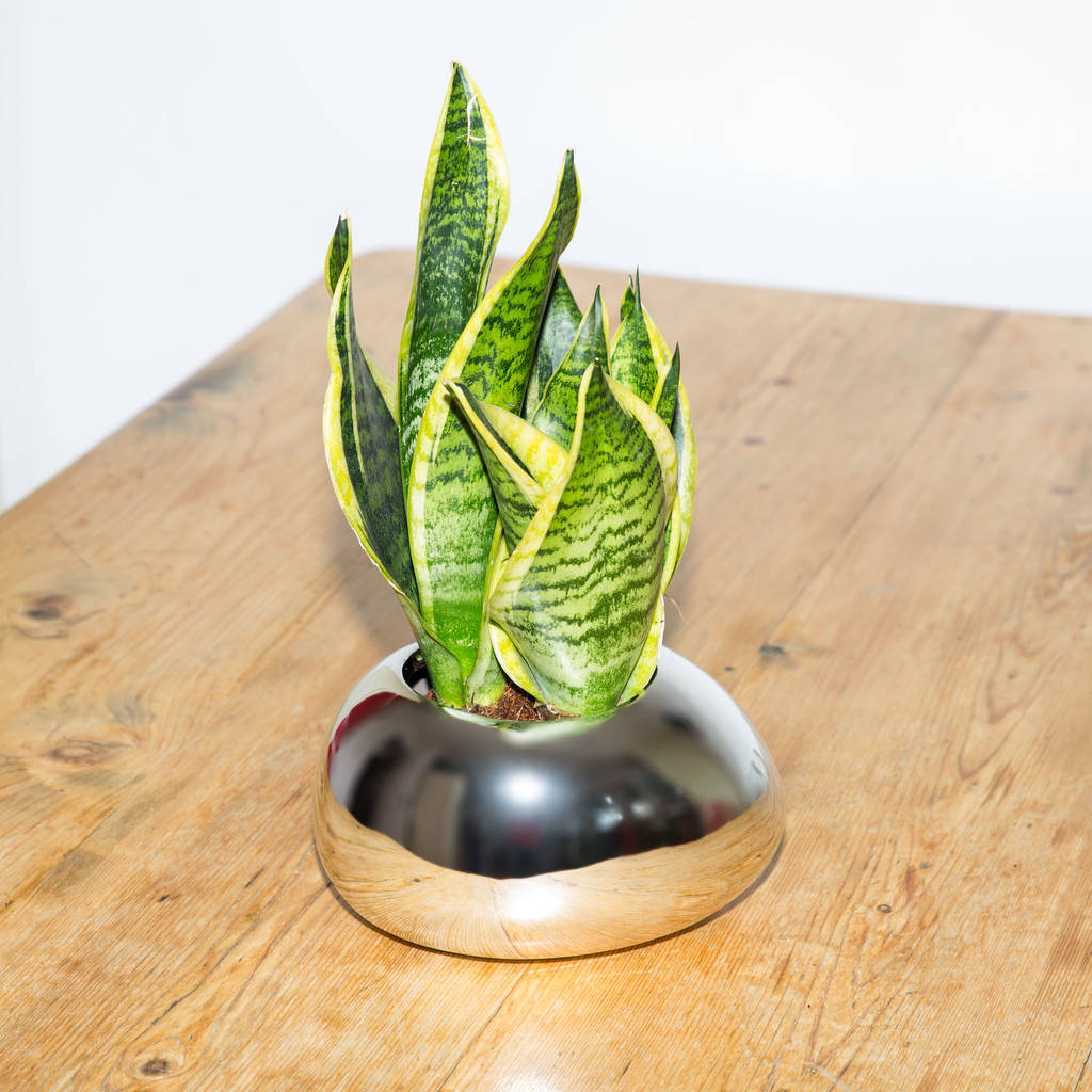 Mirrored Finish Glass Pebble Planter / Plant Pot By Stupid Egg