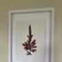 Pressed Seaweed Framed Artwork Dulse .01, thumbnail 2 of 3