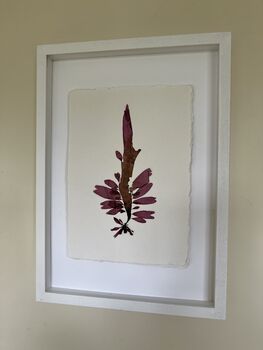 Pressed Seaweed Framed Artwork Dulse .01, 2 of 3