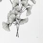 Gingko Biloba Original Botanical Illustration, thumbnail 4 of 5