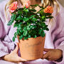 Personalised Congratulations Gift Plant Pot, thumbnail 1 of 4