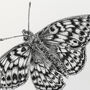 U Is For Uncompaghre Butterfly Illustration Print, thumbnail 4 of 6