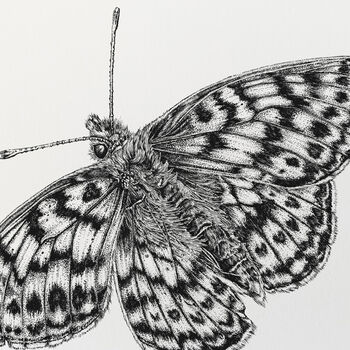 U Is For Uncompaghre Butterfly Illustration Print, 4 of 6
