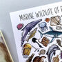 Marine Wildlife Of Britain Watercolour Postcard, thumbnail 11 of 12