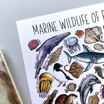 Marine Wildlife Of Britain Watercolour Postcard, 11 of 12