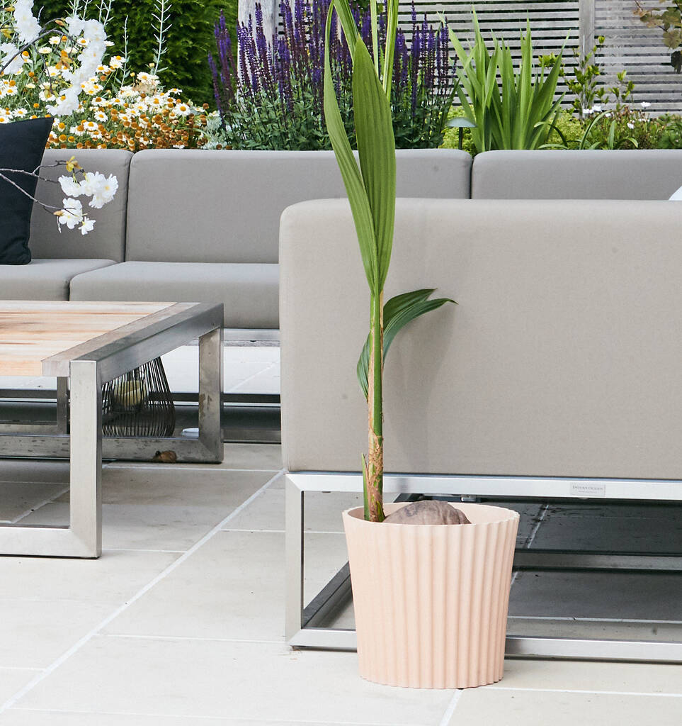 Image of Large Cupcake Bamboo Plant Pot