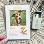 Pet Loss Keepsake And Card Letterbox Gift, thumbnail 1 of 7