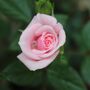 Miniature Rose Blush Pink Two Plants In 10.5cm Pots, thumbnail 2 of 4