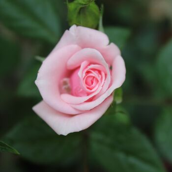 Miniature Rose Blush Pink Two Plants In 10.5cm Pots, 2 of 4