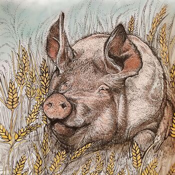 'Pig And Wheat' Print, 3 of 3